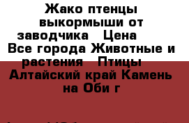 Жако птенцы выкормыши от заводчика › Цена ­ 1 - Все города Животные и растения » Птицы   . Алтайский край,Камень-на-Оби г.